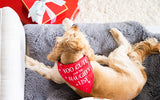 “Too Cute for the Naughty List” Holiday Dog Bandana, S/M